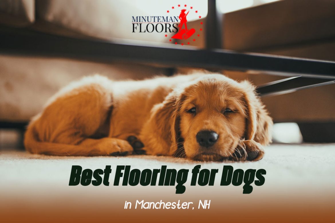 Best Flooring for Dogs